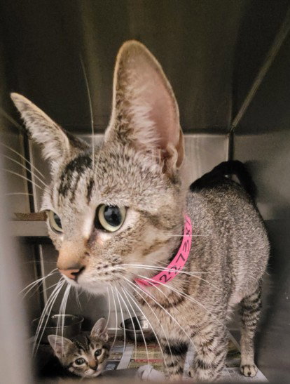A2273817, Adult Domestic Short Hair (medium coat), cat for adoption in Paramount, California