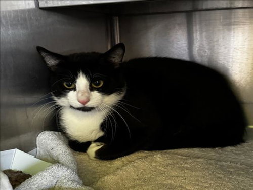 POPS, Adult Domestic Short Hair (medium coat), cat for adoption in Paramount, California