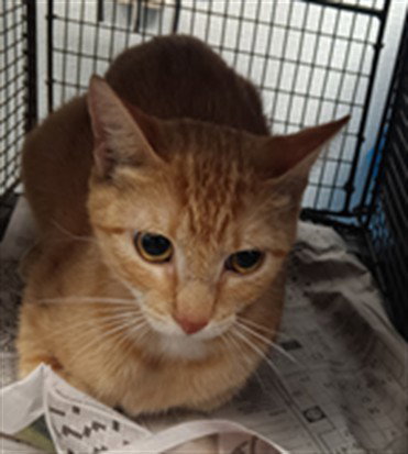 RUNNER, Adult Domestic Short Hair (medium coat), cat for adoption in Paramount, California
