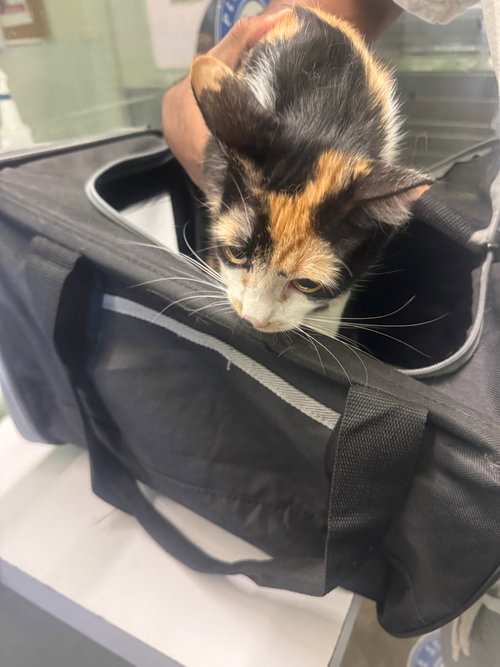 NOVAH, Young Domestic Short Hair (medium coat), cat for adoption in Paramount, California