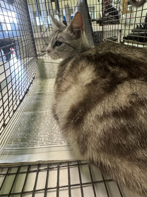 MOMMA, Adult Domestic Short Hair (medium coat), cat for adoption in Paramount, California
