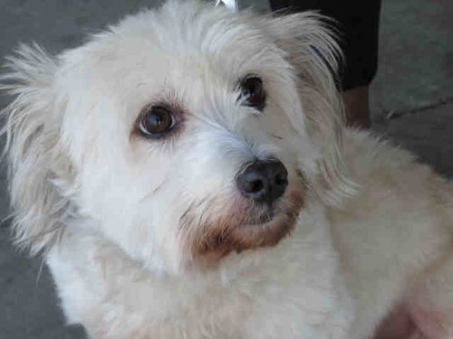 BEARY, an adoptable Maltese in Los Angeles, CA