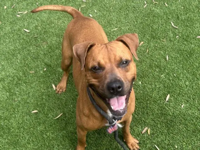 Sandy - Boxer