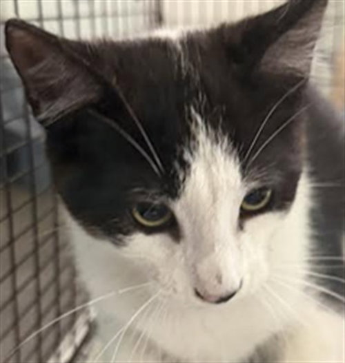 A2275176, Baby Domestic Short Hair (medium coat), cat for adoption in Paramount, California