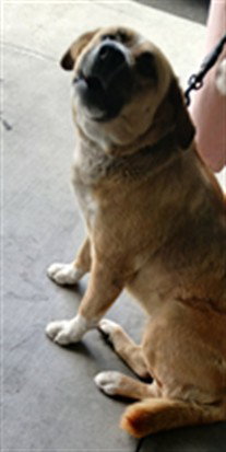 CANELA