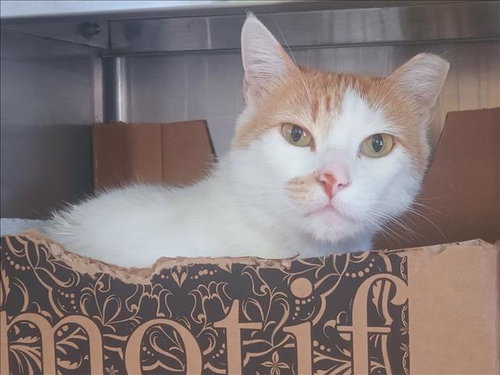 SESAME SEED, Senior Domestic Short Hair (medium coat), cat for adoption in Alhambra, California