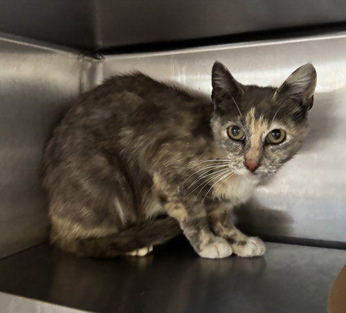 VICTORIA, Adult Domestic Short Hair (medium coat), cat for adoption in Alhambra, California