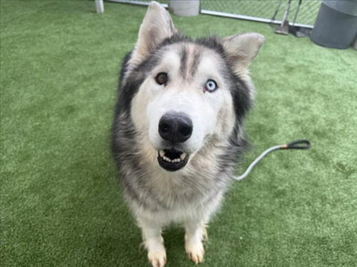 DUNCAN, an adoptable Husky in Los Angeles, CA