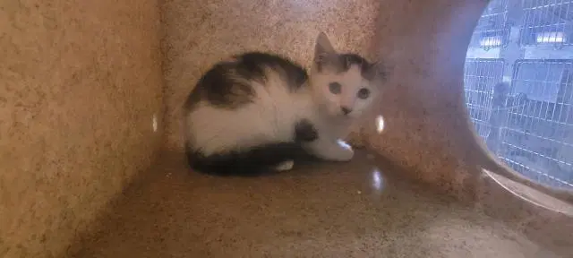 Scooter - Domestic Short Hair