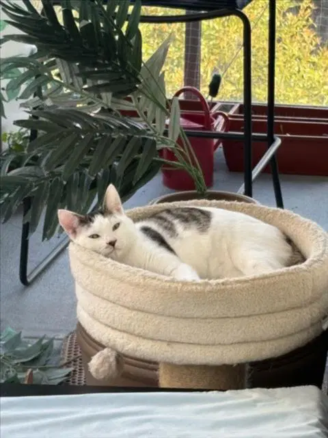 Scooter - Domestic Short Hair