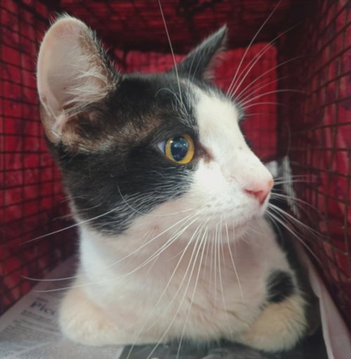 WILSON