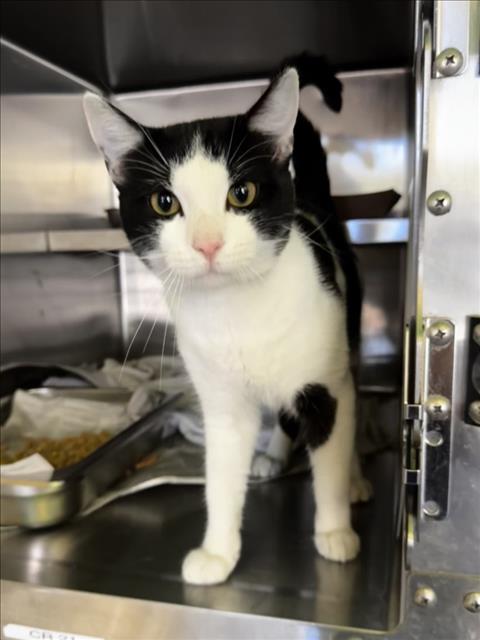 WILSON, Adult Domestic Short Hair (medium coat), cat for adoption in Torrance, California