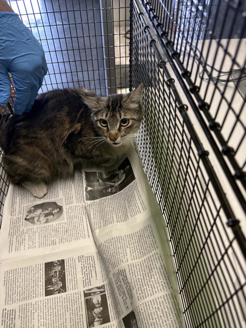 LUNA, Adult Domestic Short Hair (medium coat), cat for adoption in Diamond Bar, California