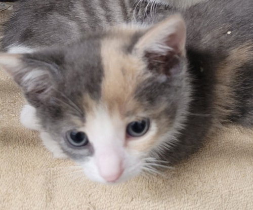 A2268024, Baby Domestic Medium Hair (medium coat), cat for adoption in Torrance, California