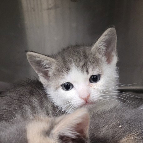 A2268046, Baby Domestic Short Hair (medium coat), cat for adoption in Torrance, California