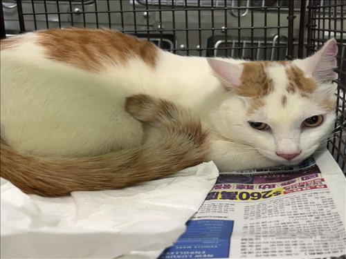 DAVID, Adult Domestic Short Hair (medium coat), cat for adoption in Torrance, California