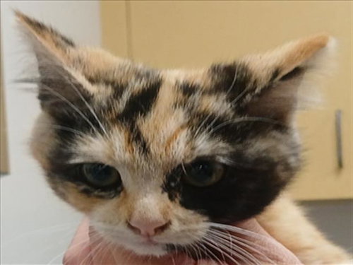 SUNNY, Adult Domestic Short Hair (medium coat), cat for adoption in Torrance, California