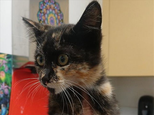 MOON PIE, Baby Domestic Short Hair (medium coat), cat for adoption in Torrance, California