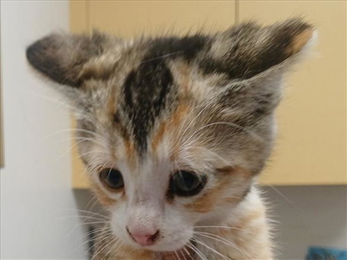 DUCKY, Adult Domestic Short Hair (medium coat), cat for adoption in Torrance, California