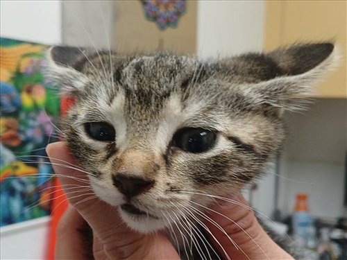 PUDDING, Baby Domestic Short Hair (medium coat), cat for adoption in Torrance, California