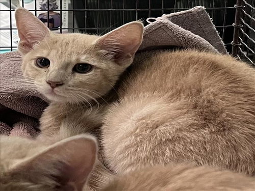 TIA, Baby Domestic Short Hair (medium coat), cat for adoption in Torrance, California