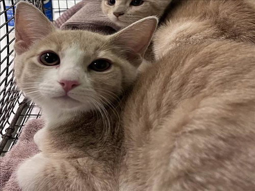 TAMARA, Baby Domestic Short Hair (medium coat), cat for adoption in Torrance, California