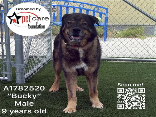 BUCKY, an adoptable German Shepherd Dog in Los Angeles, CA