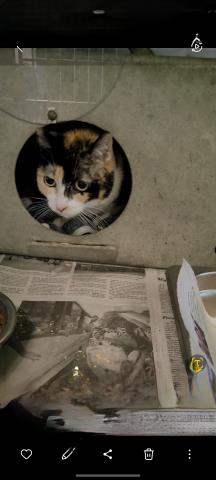 TIGER GIRL, Adult Domestic Medium Hair (medium coat), cat for adoption in Diamond Bar, California