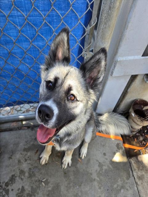 CINNAMON TOAST, an adoptable Akita in Los Angeles, CA