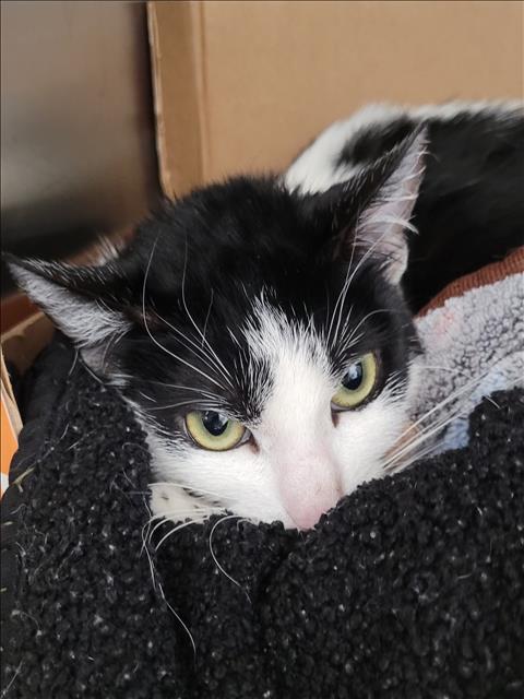MICHI, Adult Domestic Short Hair (medium coat), cat for adoption in Alhambra, California