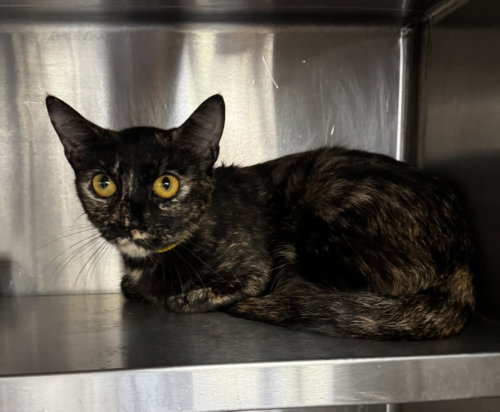 NIAGARA, Adult Domestic Short Hair (medium coat), cat for adoption in Glendale, California