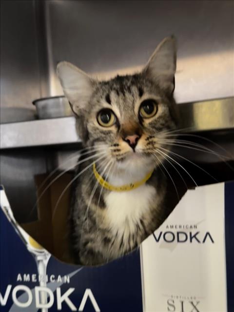 AUTUMN, Adult Domestic Medium Hair (medium coat), cat for adoption in Torrance, California