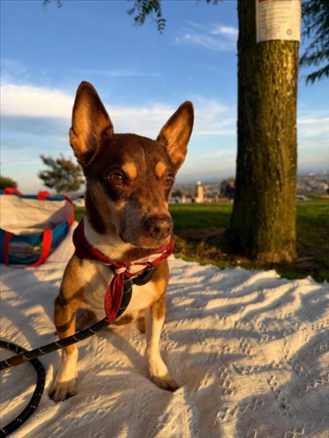 CHAMP, an adoptable Chihuahua in Los Angeles, CA