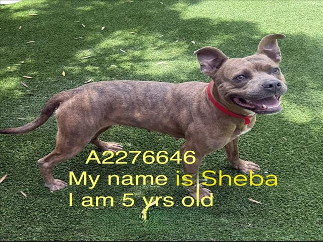 SHEBA