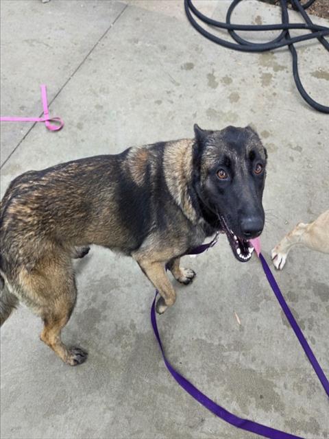 BATGIRL, an adoptable Belgian Shepherd Malinois in Los Angeles, CA