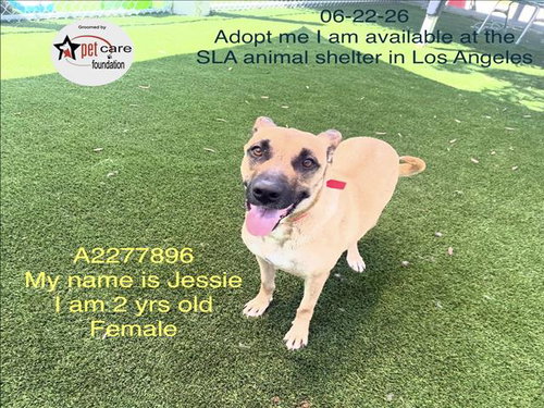 JESSIE, an adoptable German Shepherd Dog in Los Angeles, CA
