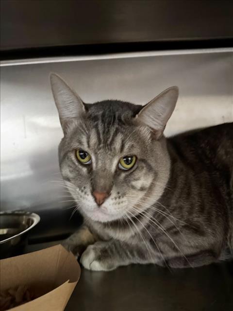 WINO, Young Domestic Short Hair (medium coat), cat for adoption in Torrance, California