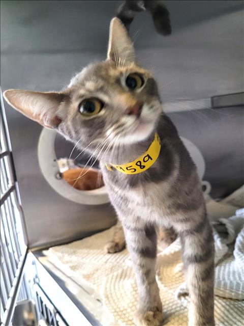 STAR, Young Domestic Short Hair (medium coat), cat for adoption in Redondo Beach, California