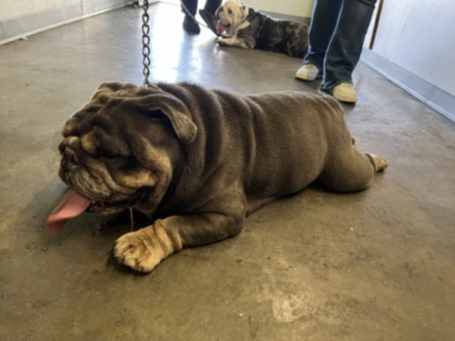JELLY ROLL