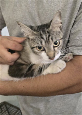 CHUBBY, Adult Domestic Short Hair (medium coat), cat for adoption in Hawthorne, California