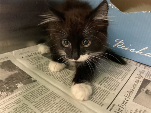 FLAVIO, Baby Domestic Short Hair (medium coat), cat for adoption in Hawthorne, California