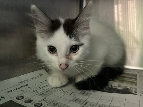 TICK TOCK, Baby Domestic Short Hair (medium coat), cat for adoption in Hawthorne, California