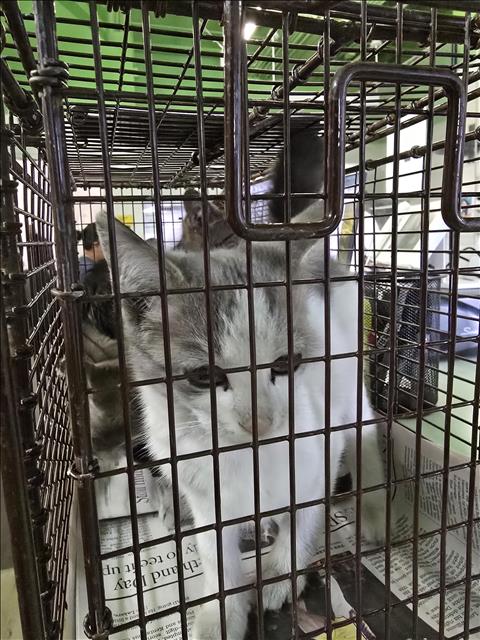 POOH, Baby Domestic Short Hair (medium coat), cat for adoption in Hawthorne, California
