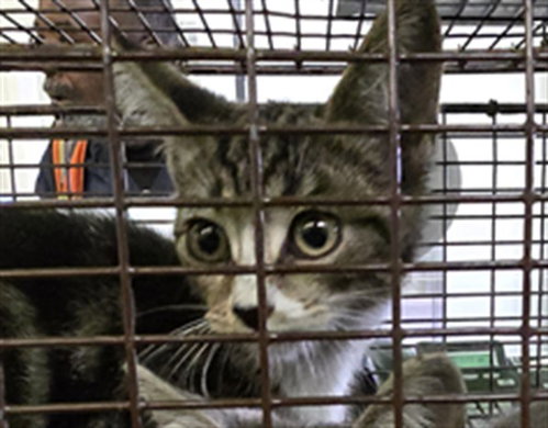 ROO, Baby Domestic Short Hair (medium coat), cat for adoption in Hawthorne, California