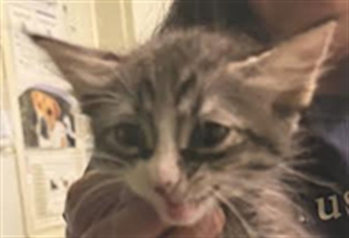 CHUCK, Baby Domestic Short Hair (medium coat), cat for adoption in Hawthorne, California