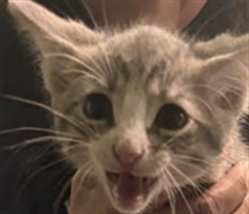 ZETA, Baby Domestic Short Hair (medium coat), cat for adoption in Hawthorne, California