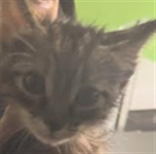 BUBBA, Baby Domestic Short Hair (medium coat), cat for adoption in Hawthorne, California
