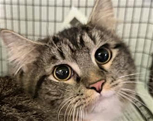 MOCHI, Young Domestic Short Hair (medium coat), cat for adoption in Hawthorne, California