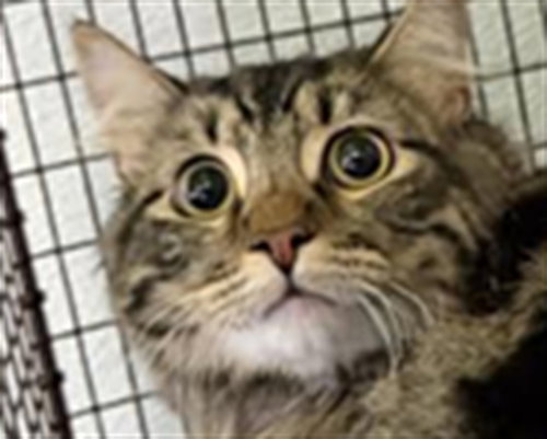 BEAR, Young Domestic Short Hair (medium coat), cat for adoption in Hawthorne, California