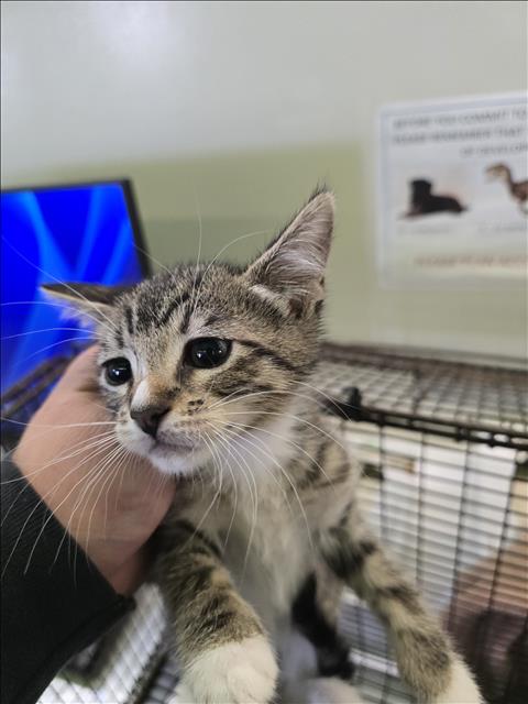 SNAKE, Baby Domestic Short Hair (medium coat), cat for adoption in Hawthorne, California